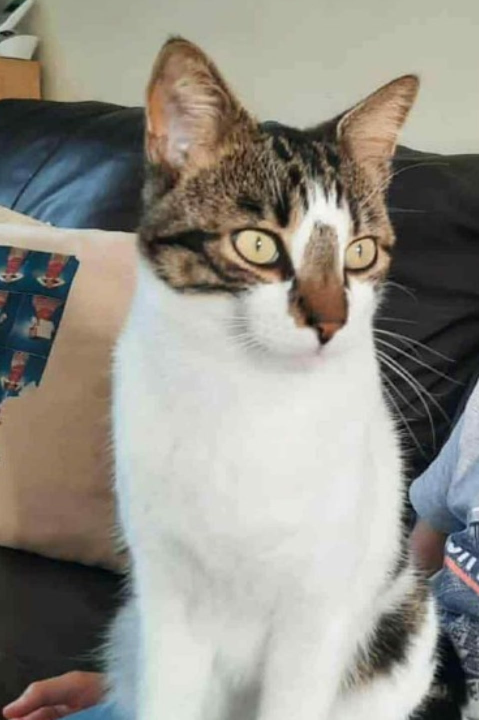 Photo d'origine d'un chat tigré et blanc aux yeux dorés